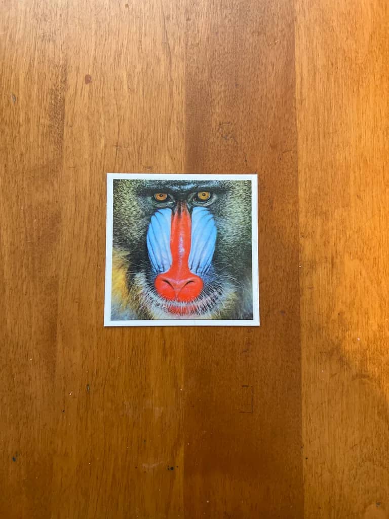 Baboon