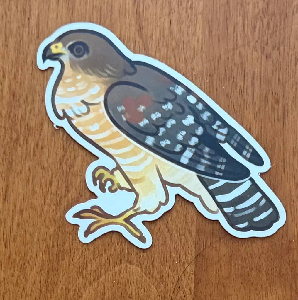 BotM Sticker Club - 8/24 (Red-shouldered Hawk) - Full